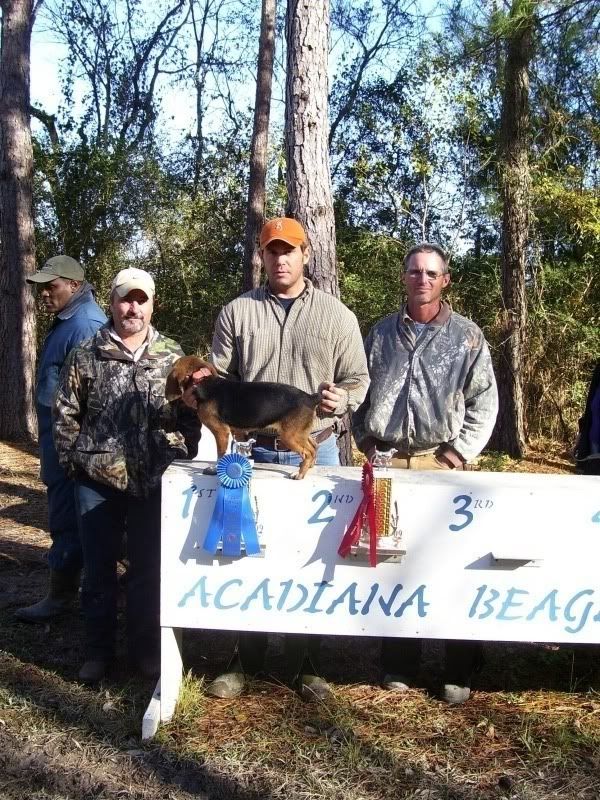 Photo of Akc Beagle Field Trials