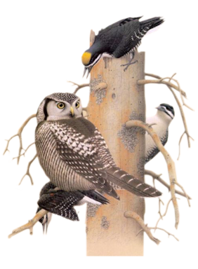 animaatjes-vogels-07522.png