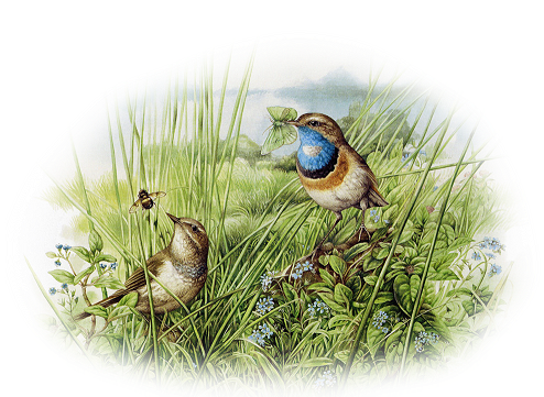 animaatjes-vogels-64213.png