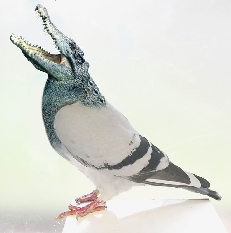 http://i110.photobucket.com/albums/n102/JesusDragon737/PhotoChops/Animal%20Morphs/AlligatorPigeon.jpg