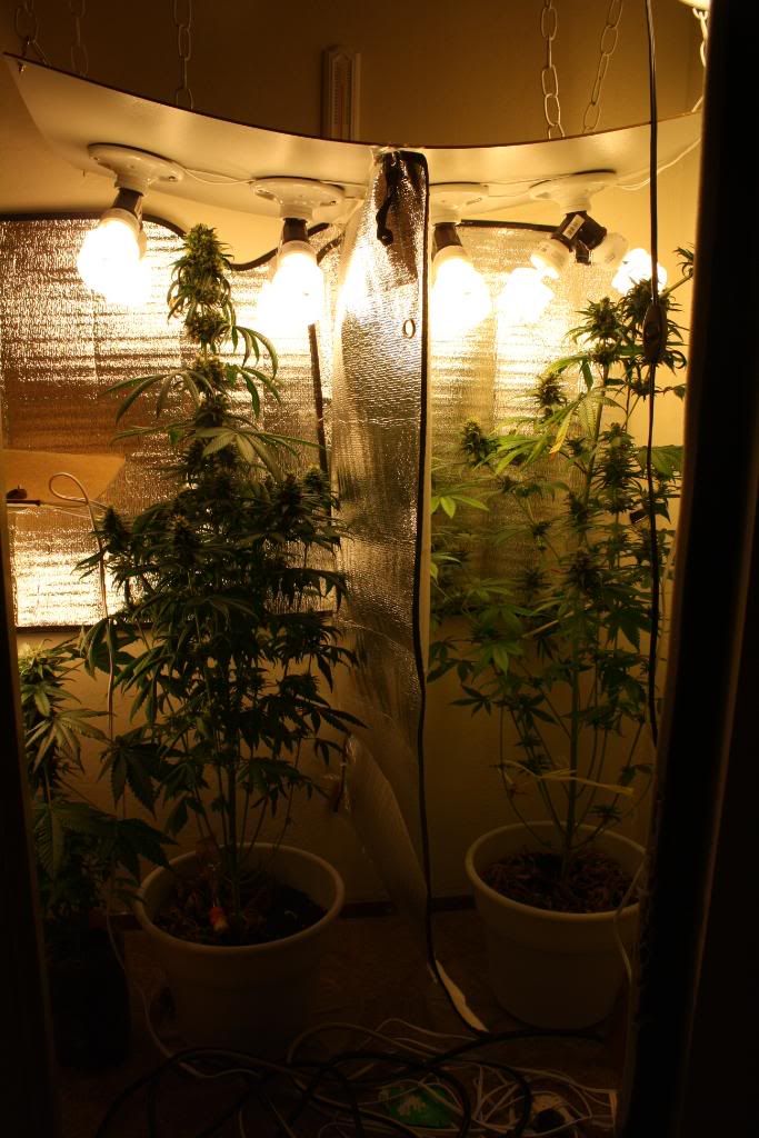 Cfl Weed Grow