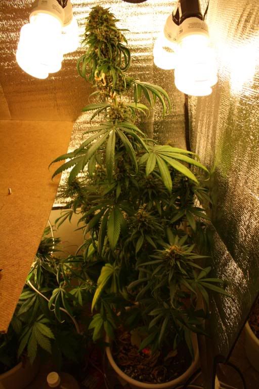 Cfl Weed Grow