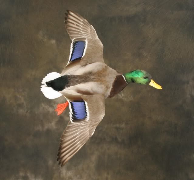 Mallard Drake Mounts