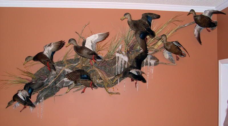 Black Duck Mounts