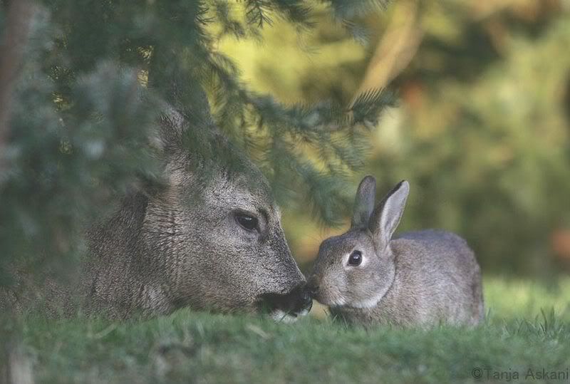 Bambi and Thumper really do exist!