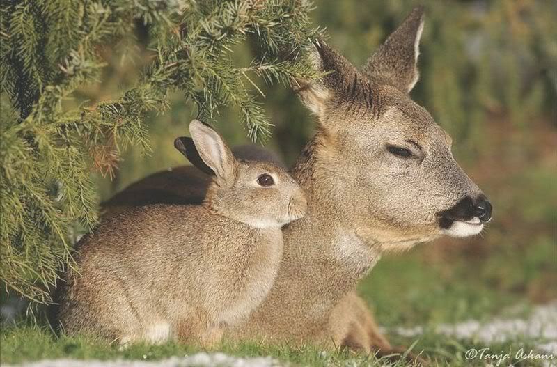 Bambi and Thumper really do exist!