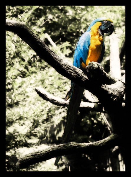Macaw_600.png