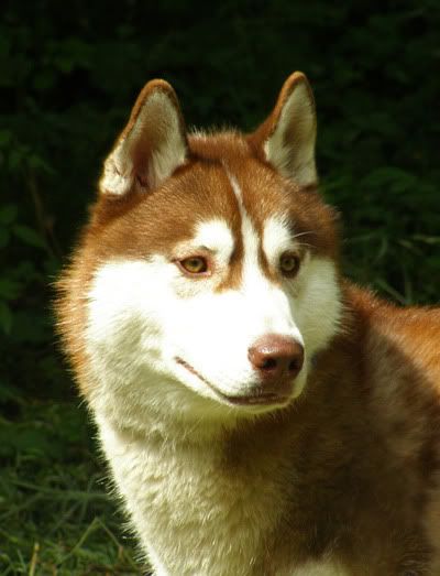 Качена снимка