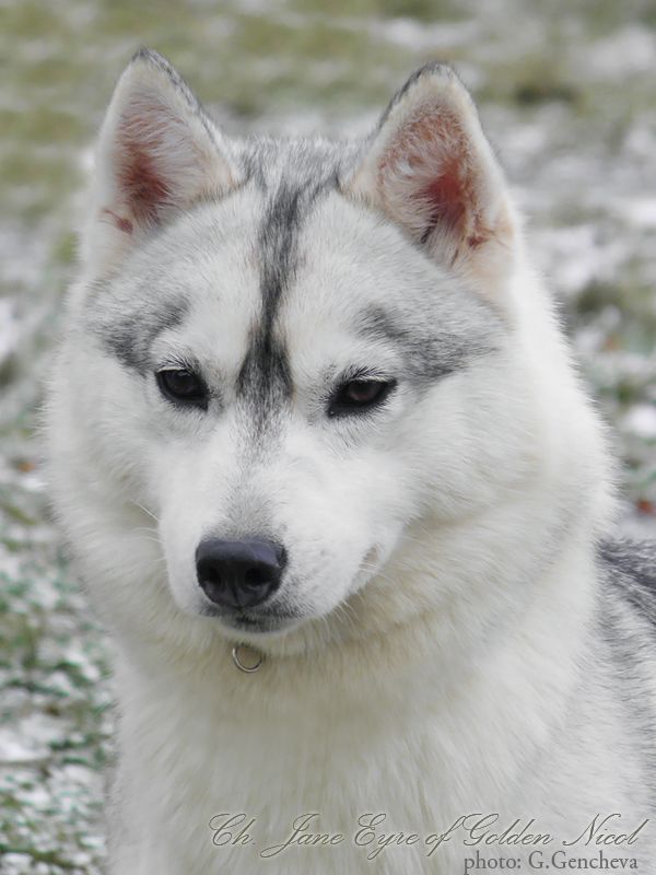 Качена снимка