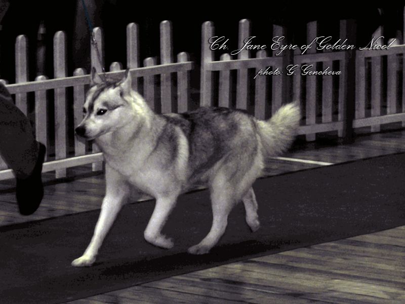 Качена снимка