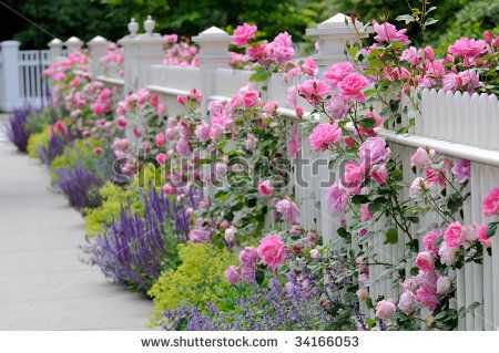 photo stock-photo-white-fence-pink-roses-sage-salvia-catmint-and-lady-s-mantle-bordering-sidewalk-on-house-34166053.jpg