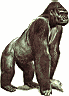 gorilla