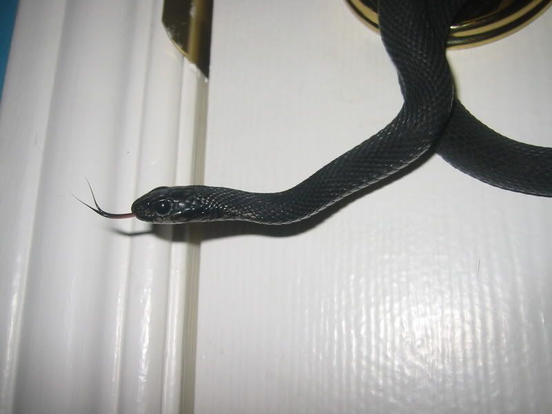 Melanistic Garter Snake
