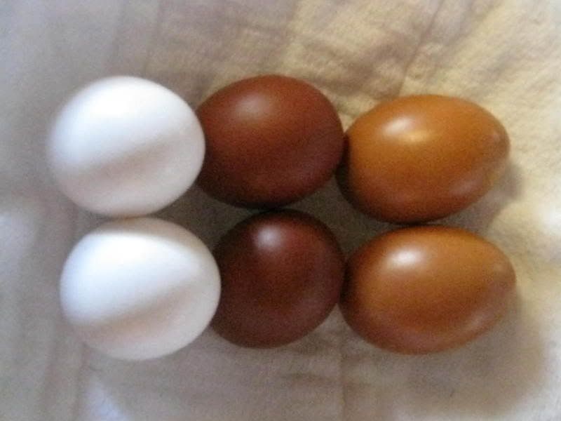 Welsummer Eggs - BackYard Chickens Community