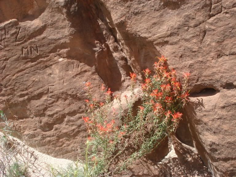 a418beef.jpg Flowers on our hike <img class=