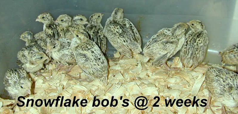 15+ SNOWFLAKE BOBWHITE QUAIL HATCHING EGGS - NPIP