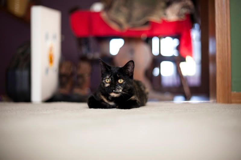 IMAGE: http://i110.photobucket.com/albums/n106/tsrslogtp03/Photography/Belle_02_lowres.jpg