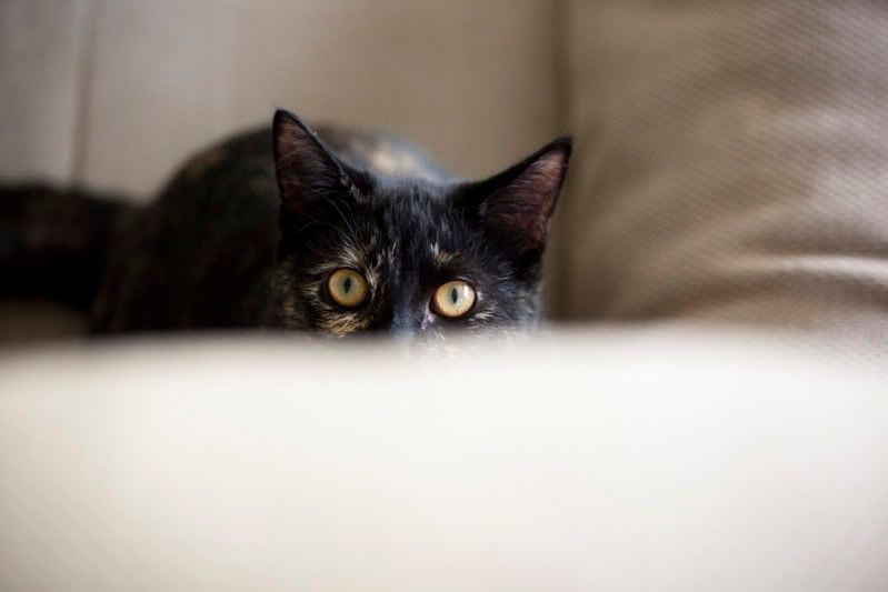 IMAGE: http://i110.photobucket.com/albums/n106/tsrslogtp03/Photography/Belle_03_lowres.jpg