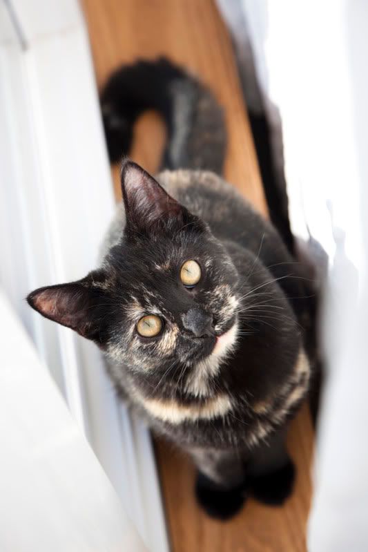 IMAGE: http://i110.photobucket.com/albums/n106/tsrslogtp03/Photography/Belle_05_lowres.jpg