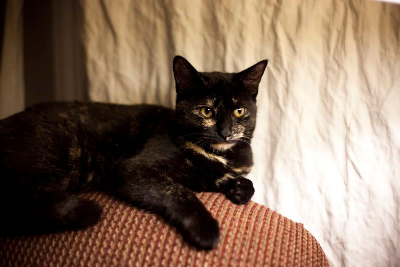 IMAGE: http://i110.photobucket.com/albums/n106/tsrslogtp03/Photography/Belle_07_lowres.jpg