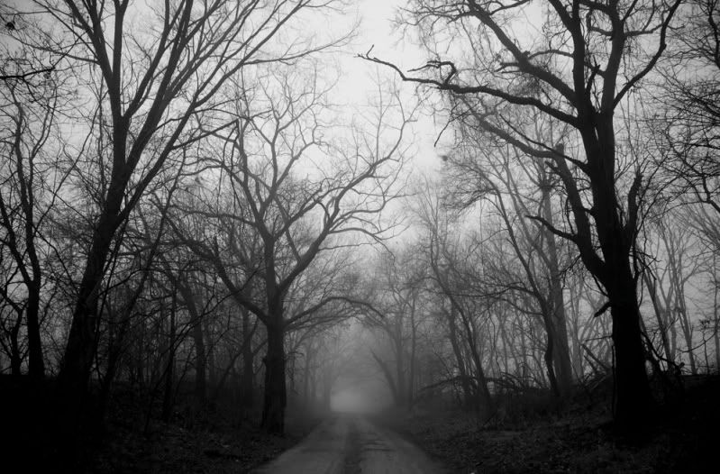 IMAGE: http://i110.photobucket.com/albums/n106/tsrslogtp03/Photography/FoggyTrees01_small.jpg