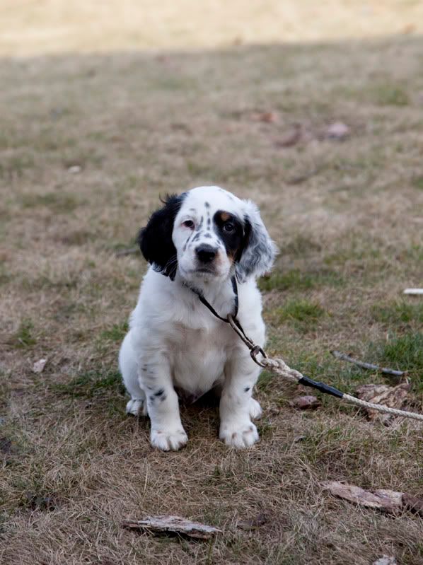 IMAGE: http://i110.photobucket.com/albums/n106/tsrslogtp03/Photography/Puppy_05_resize.jpg