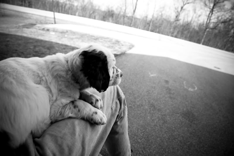 IMAGE: http://i110.photobucket.com/albums/n106/tsrslogtp03/Photography/Puppy_09_resize.jpg