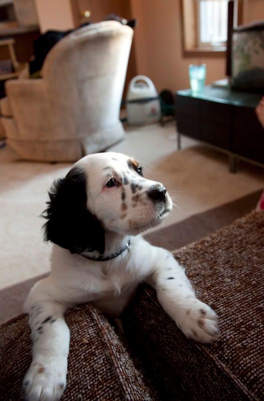 IMAGE: http://i110.photobucket.com/albums/n106/tsrslogtp03/Photography/Puppy_12_resize.jpg