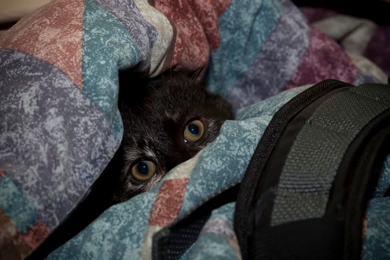 IMAGE: http://i110.photobucket.com/albums/n106/tsrslogtp03/Photography/belle11_small.jpg