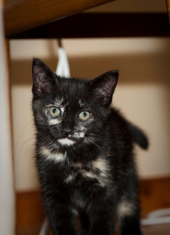 IMAGE: http://i110.photobucket.com/albums/n106/tsrslogtp03/Photography/belle3_small.jpg