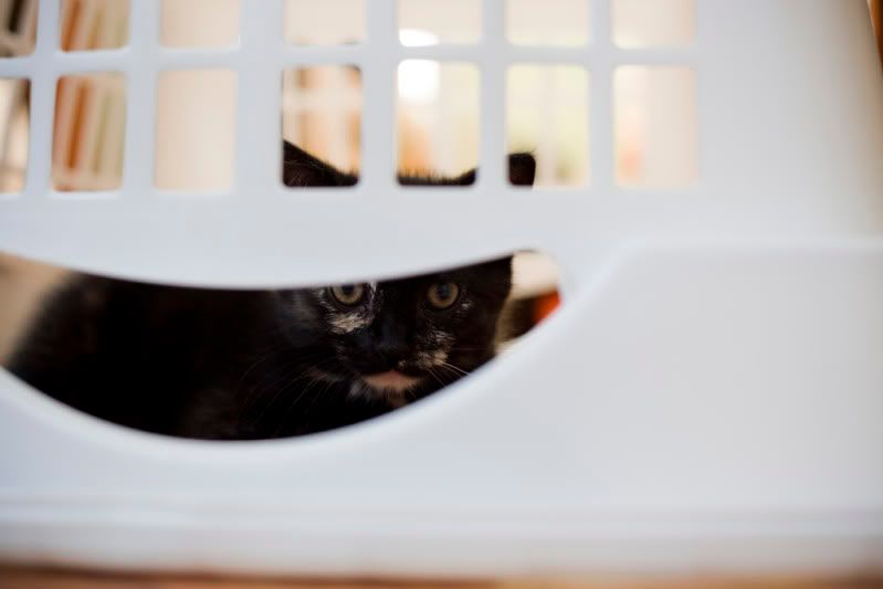 IMAGE: http://i110.photobucket.com/albums/n106/tsrslogtp03/Photography/belle7_small.jpg