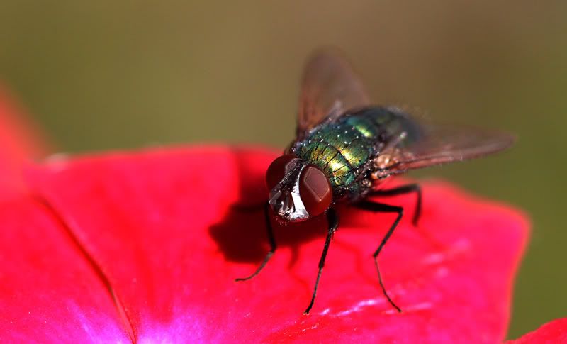 IMAGE: http://i110.photobucket.com/albums/n106/tsrslogtp03/Photography/fly800.jpg