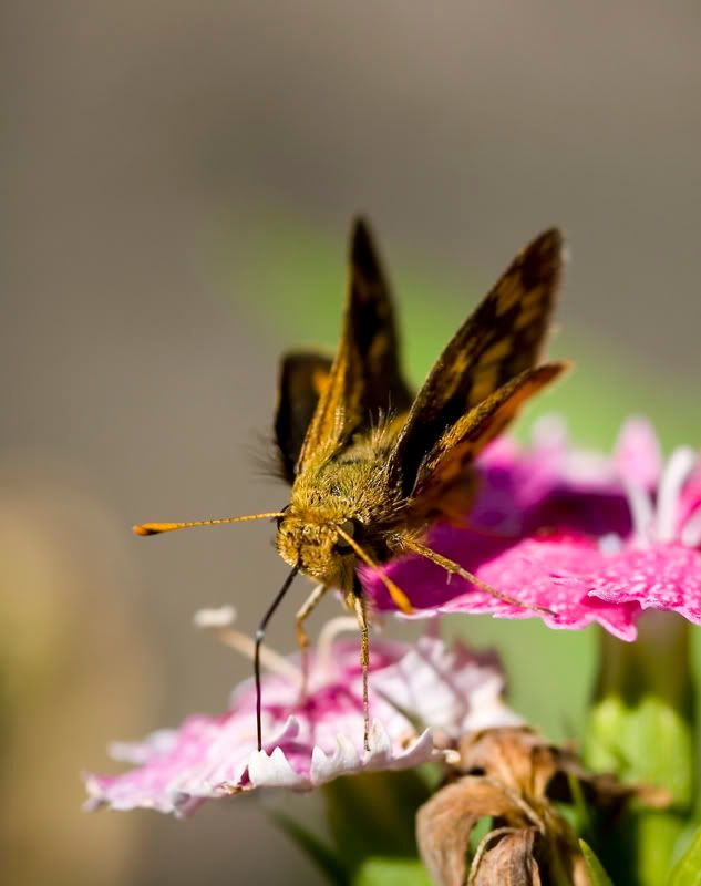 IMAGE: http://i110.photobucket.com/albums/n106/tsrslogtp03/Photography/moth1a800x600.jpg