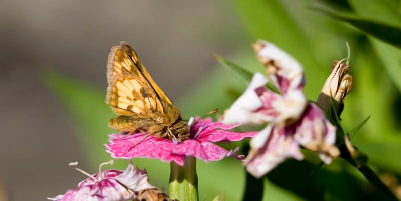 IMAGE: http://i110.photobucket.com/albums/n106/tsrslogtp03/Photography/moth2a800x400.jpg