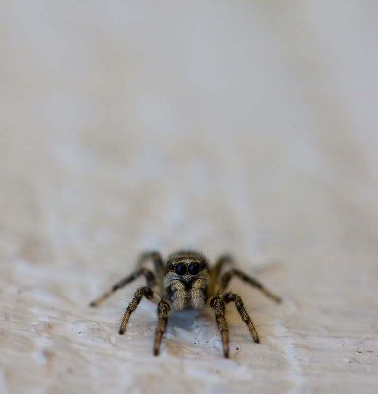 IMAGE: http://i110.photobucket.com/albums/n106/tsrslogtp03/Photography/spider1.jpg