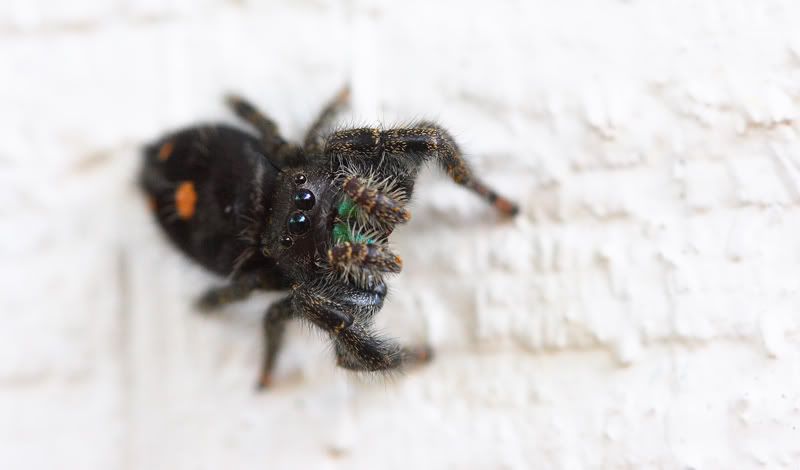IMAGE: http://i110.photobucket.com/albums/n106/tsrslogtp03/Photography/spider2.jpg