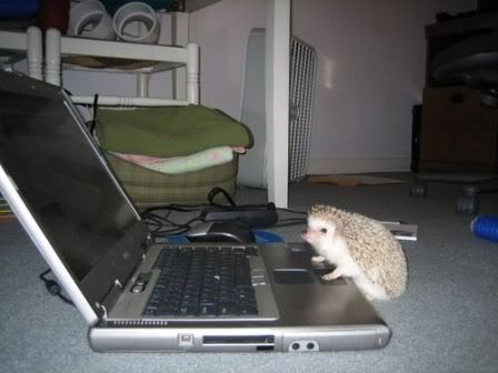 hedgehog.jpg