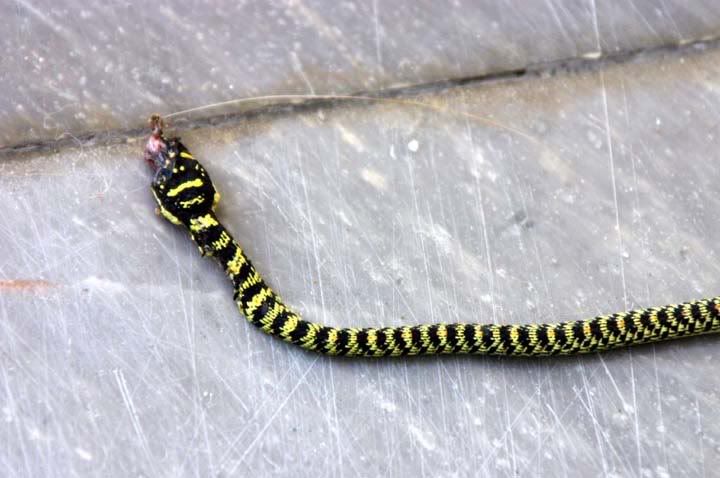 snake1.jpg