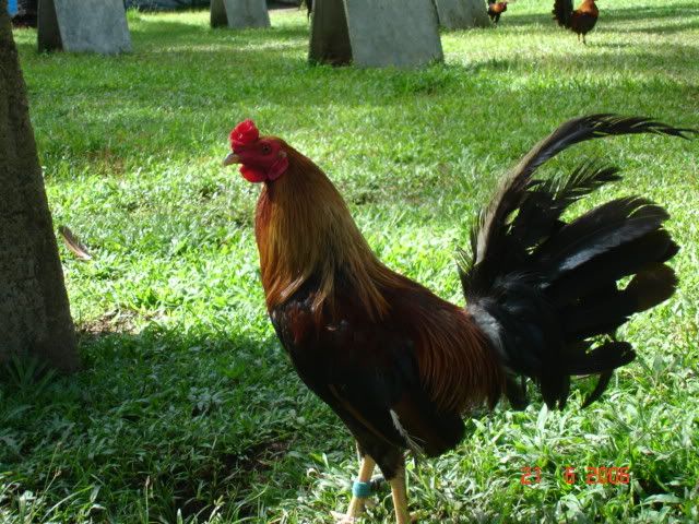 Brown+Red+Gamefowl+Farm Larry Blevins Brown Red Fowls http://www.sabong.com.ph/forum ...