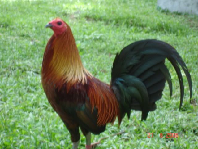 Brown+Red+Gamefowl+Farm Brown Red Gamefowl Farm http://www.sabong.net.ph/forum/showthread.php ...