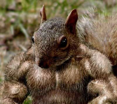 squirrel-on-steroids.jpg