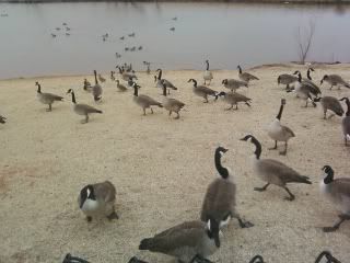 geese3.jpg