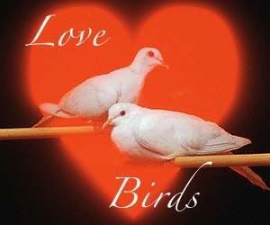 love birds Pictures, Images and Photos