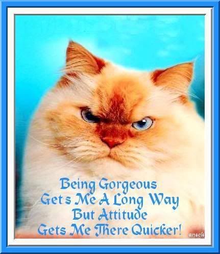 cat-with-attitude.jpg