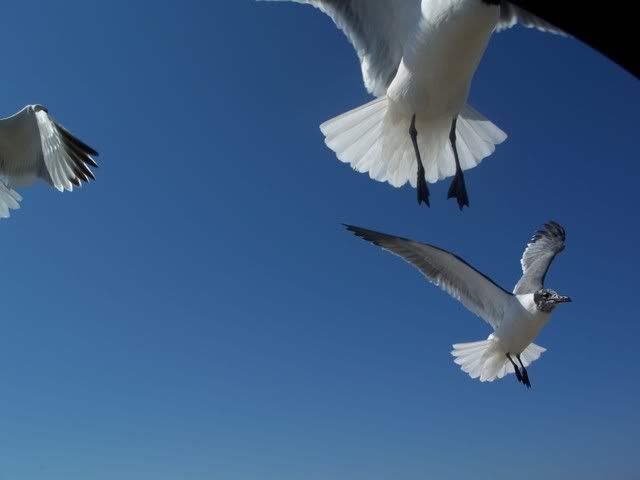 101_2493.jpg Seagulls flying over the truck image bruceandmary