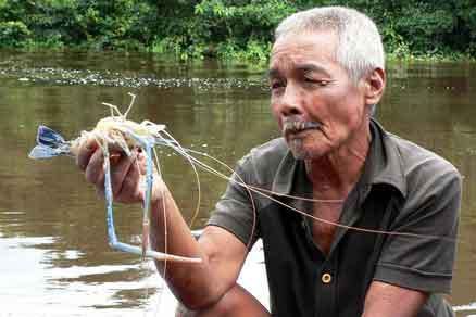 Udang Galah