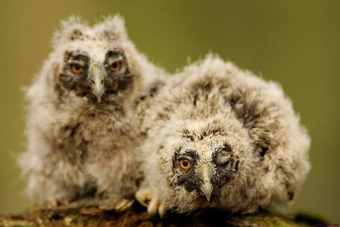 cute owls demeanor