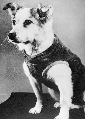 Image result for zvezdochka dog