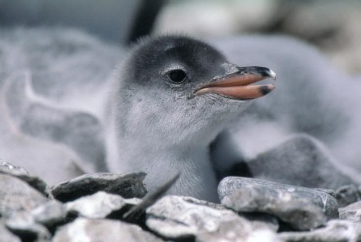 Baby Gentoo Penguin