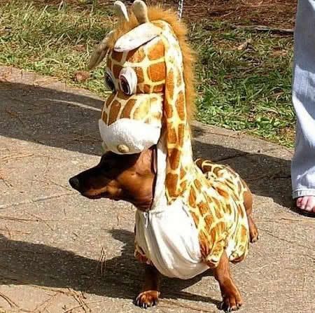 giraffe-wiener-dog.jpg from: http://www.itchmo.com/ image by corsiphoto